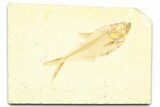 Detailed Fossil Fish (Diplomystus) - Wyoming #379314-1